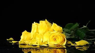 升格黄色玫瑰黄玫瑰玫瑰花鲜花视频的预览图